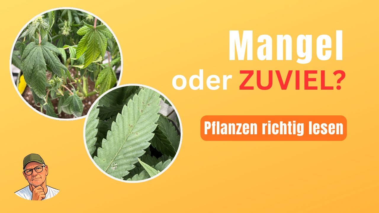 Mangel oder Überschuss? So liest du deine Pflanze richtig