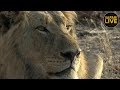 safariLIVE - Sunrise Safari - October 7, 2018 Part 2