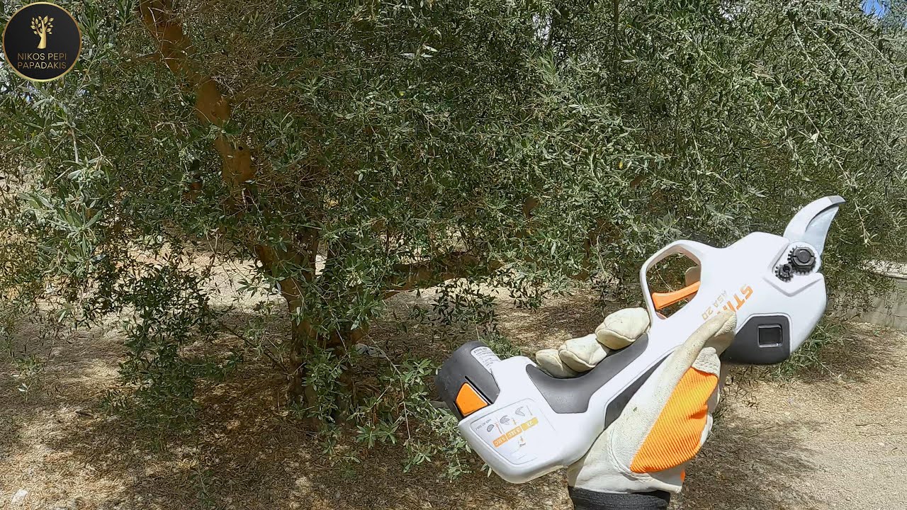 STIHL ASA 20 Θερινό κλάδεμα ελιάς