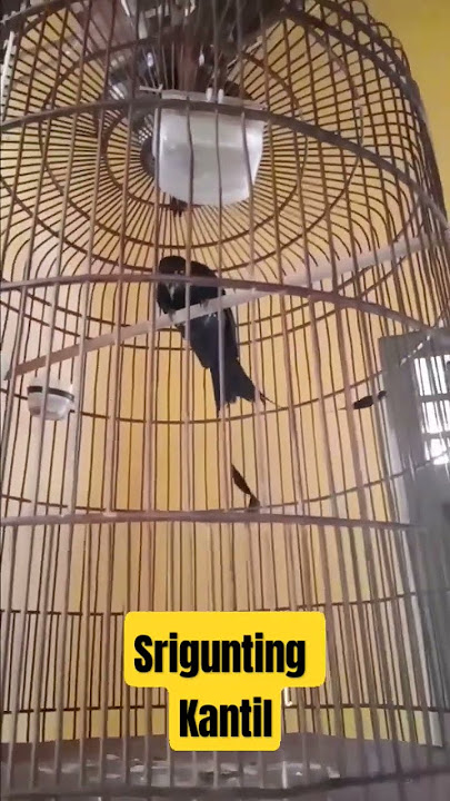 srigunting kantil #kicaumania #burungkicaudialamliar #burung #thebirdsonggroup