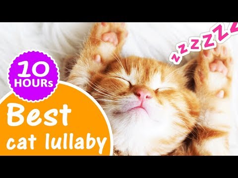 cat-lullabies-10-hours-★-how-to-sleep-a-cat-with-a-lullaby-music