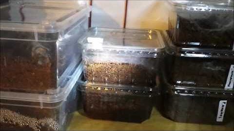 Spider tour - species I got at the moment.