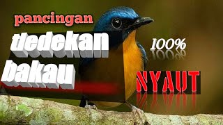 Pancing Tledekan Bakau Agar Bunyi 5 Detik Langsung Nyautbuktikan