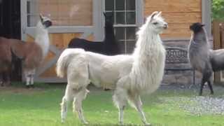 Llamas running at StoneBridge Farm