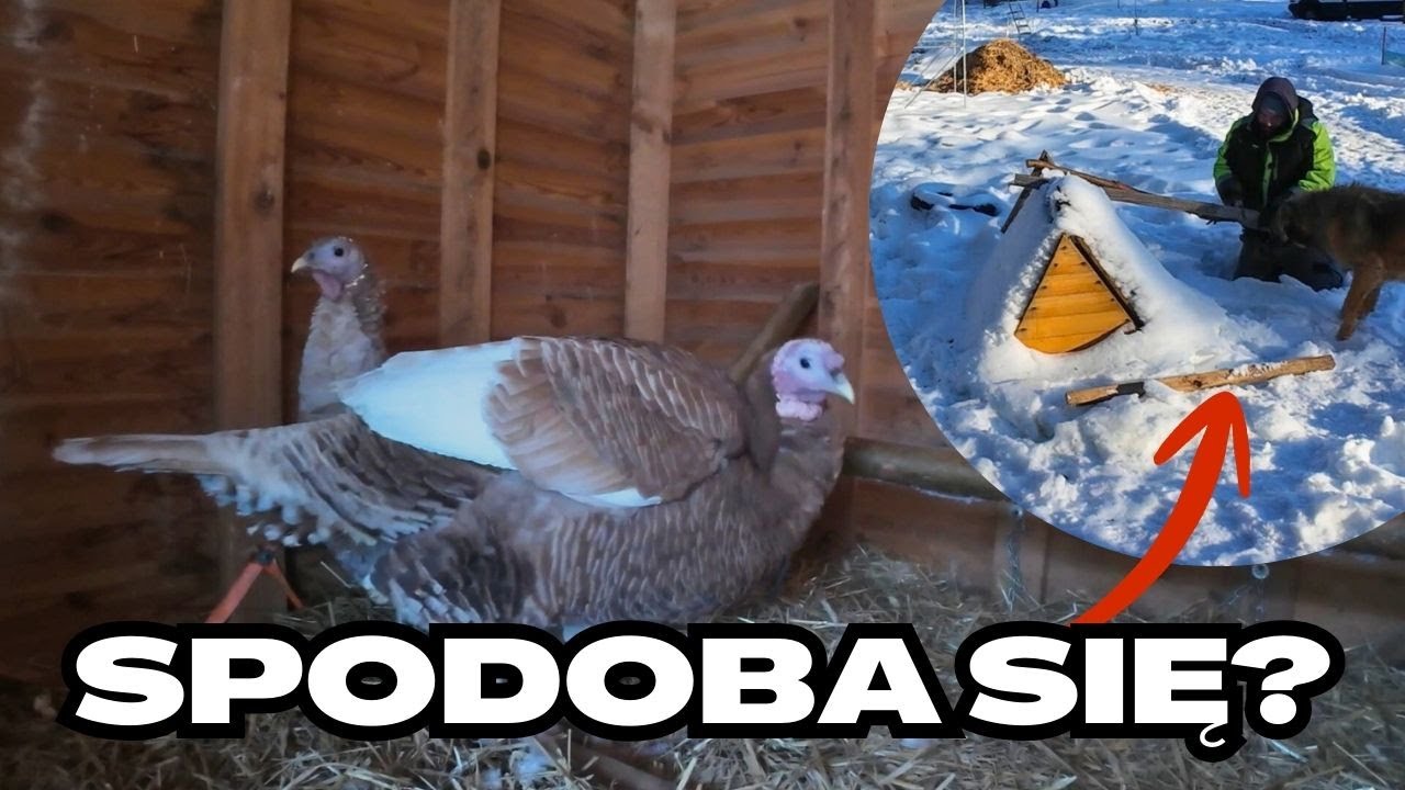 Budowa grzędy dla indyków