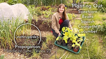 Mid-June | Allotment Planting Out of Cucumber, Sweetcorn, Squash, Beans & Courgette