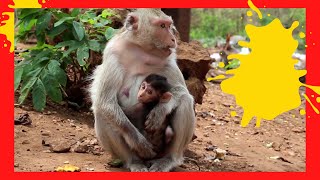 Monkey-With-A-Cub-Sits-Large-Multi-Colored-Macaw-Parrot-Seals-In-New-Zealand-Hummingbird-Flying