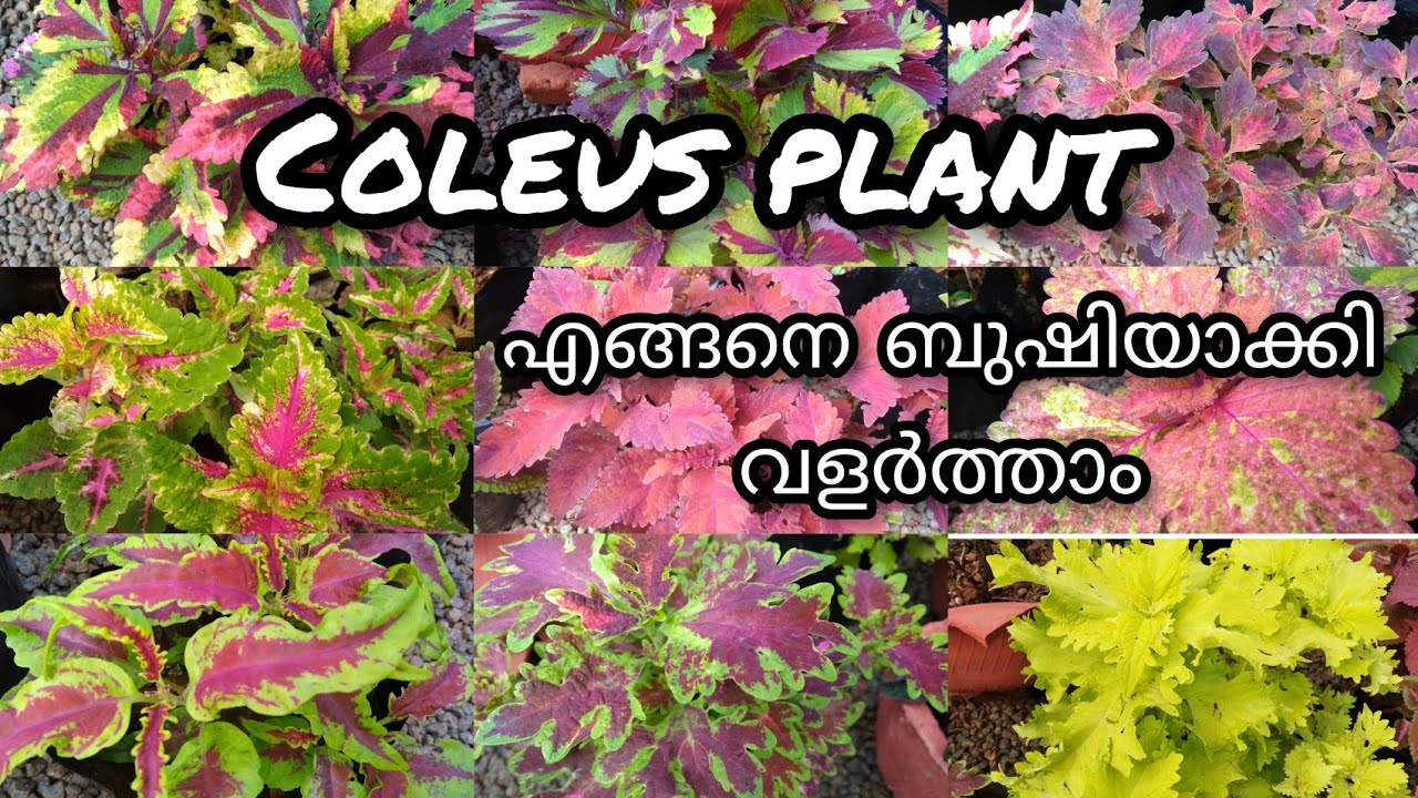 Coleus plant care & collections 