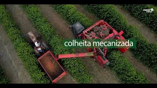 Cooxupé Em Foco - Colheita Mecanizada