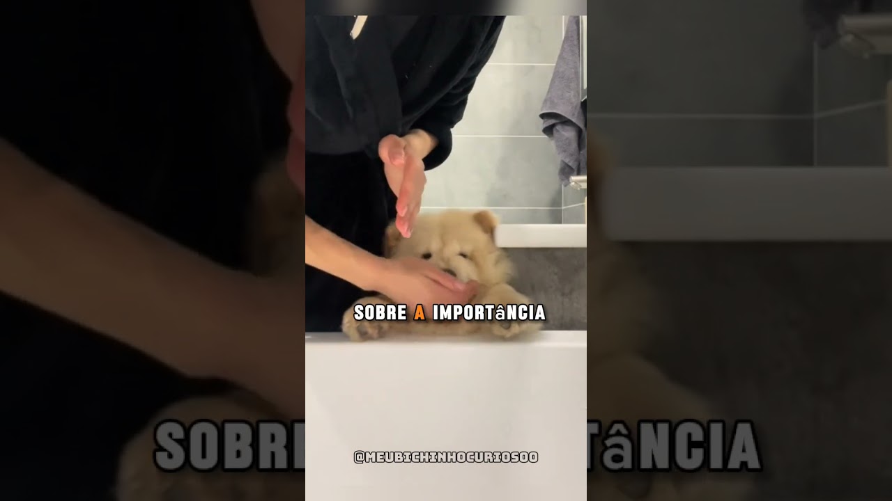 A Maior Verdade que os Criadores de Chow Chows Não Discutem Abertamente (que Não Deixam Você Ver)