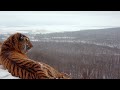Тигр на фоне Владивостока