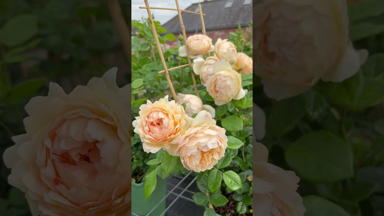 David Austin Roses 2025 Visit 