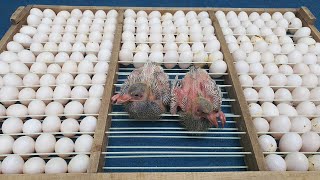 How Pigeon Farm Produced Million Eggs and Meat in Poultry Farming