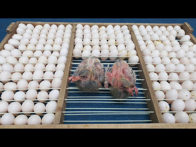 How Pigeon Farm Produced Million Eggs and Meat in Poultry Farming class=