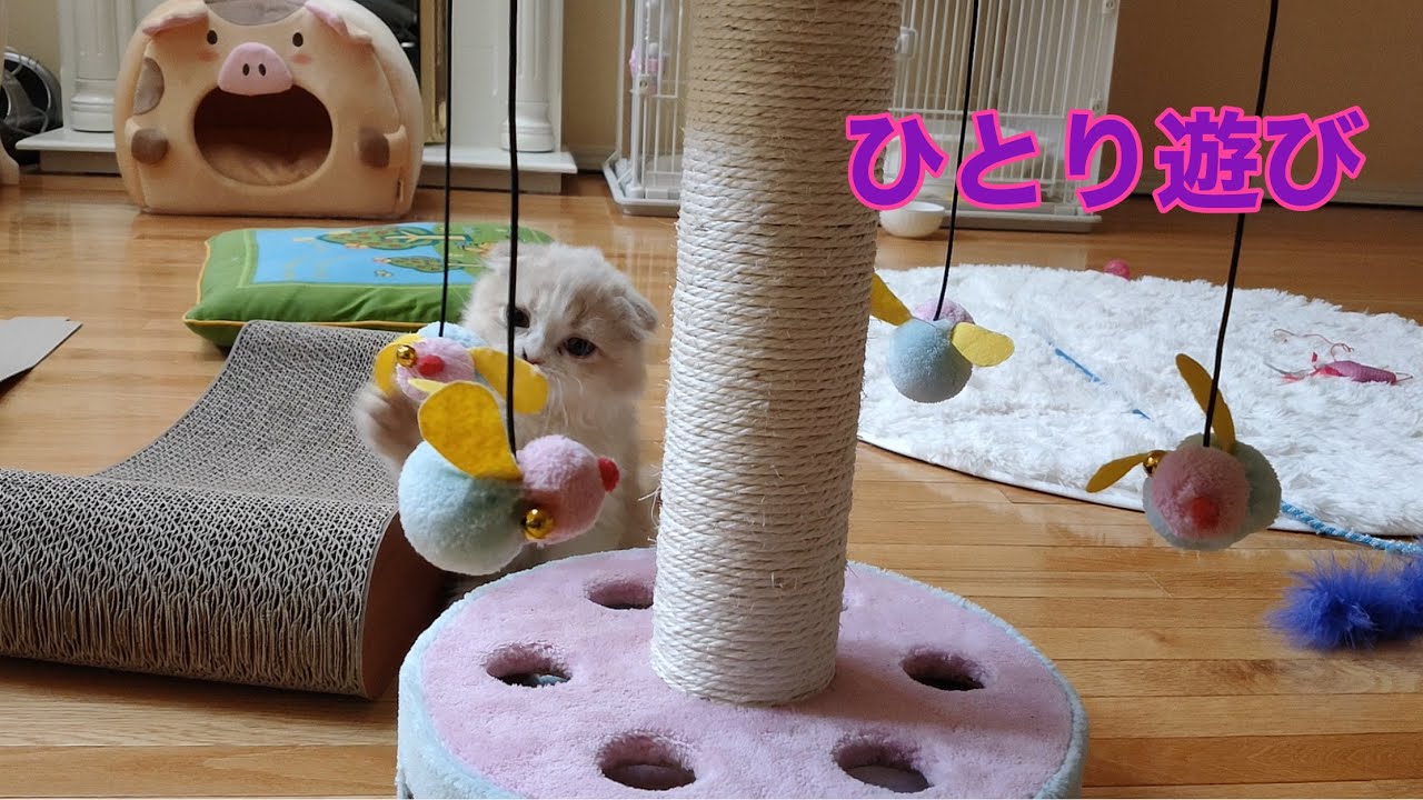 「ほてちゃん」お気に入りおもちゃ(その2) 【スコティッシュフォールド子猫】