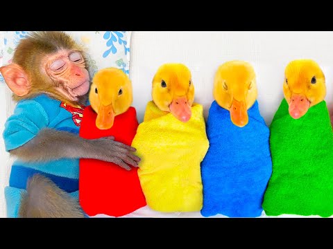 Monkey Baby Bon Bon Sleeps with five ducklings and bathes with puppies in the bathtub