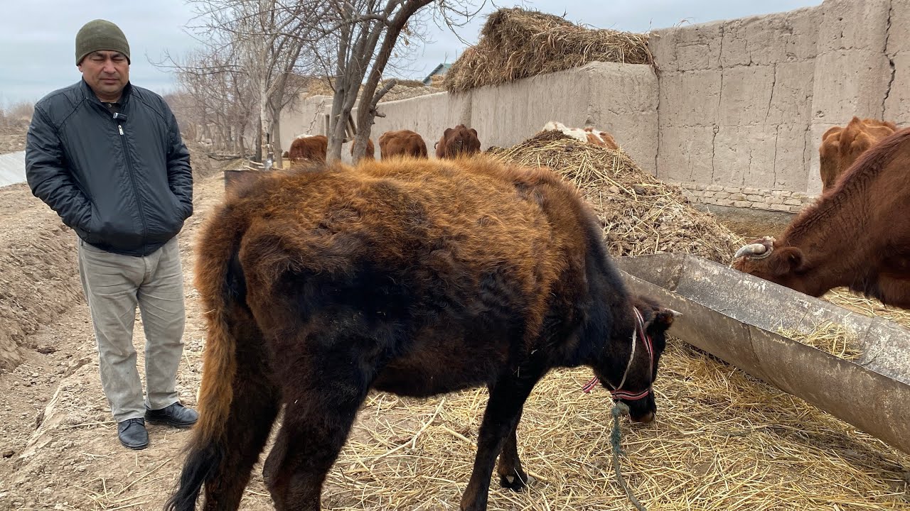 ☎️ 998 70 047 00 85 ФЕРМАДАН ИШОНЧЛИ БУГОЗ СИГИРЛАР СОТИЛАДИ ЗУРЛАРИДАН СУРАГАНЛАР УЧУН 27.02.2026