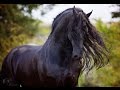 Lord Ans - Friesian Stallion - Charisma and Prestige