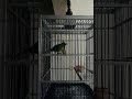 Dengerin Burung Ini Pasti Burung Anda Ikut Gacor Mp3 - Mp4 Download