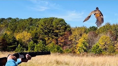 Pheasant Hunting Wirehaired Pointing Griffon at Little Q Ranch (MISSISSIPPI UPLAND HUNTING ACTION)