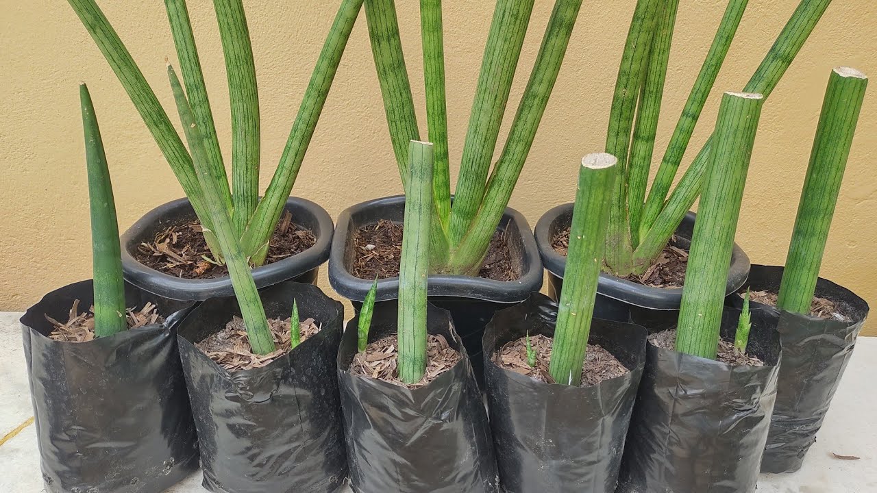 Lança de São Jorge: como fazer mudas, resultado e dicas de como cuidar