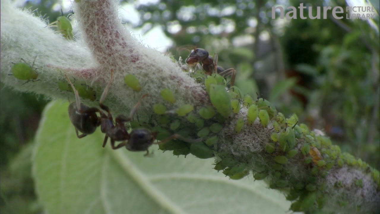 footage of chernobyl Black garden ant milking aphids for honeydew