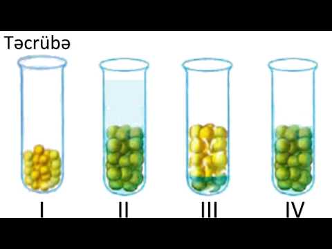 Video: Cücərən Toxum Problemləri: Toxum qabığı gəlmədikdə nə etməli