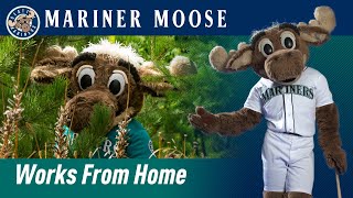 Mariner Moose Works From Home