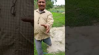 Snake Man of Golaghat, Prasanna dip Bordoloi