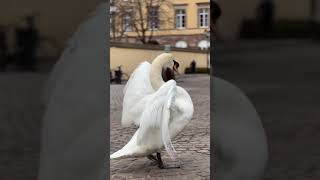 1575 52323