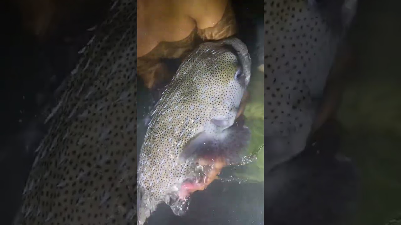 Biggest porcupine fish I’ve ever seen ￼