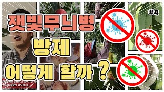 복숭아 주요 병해충 방제 - 잿빛무늬병 방제