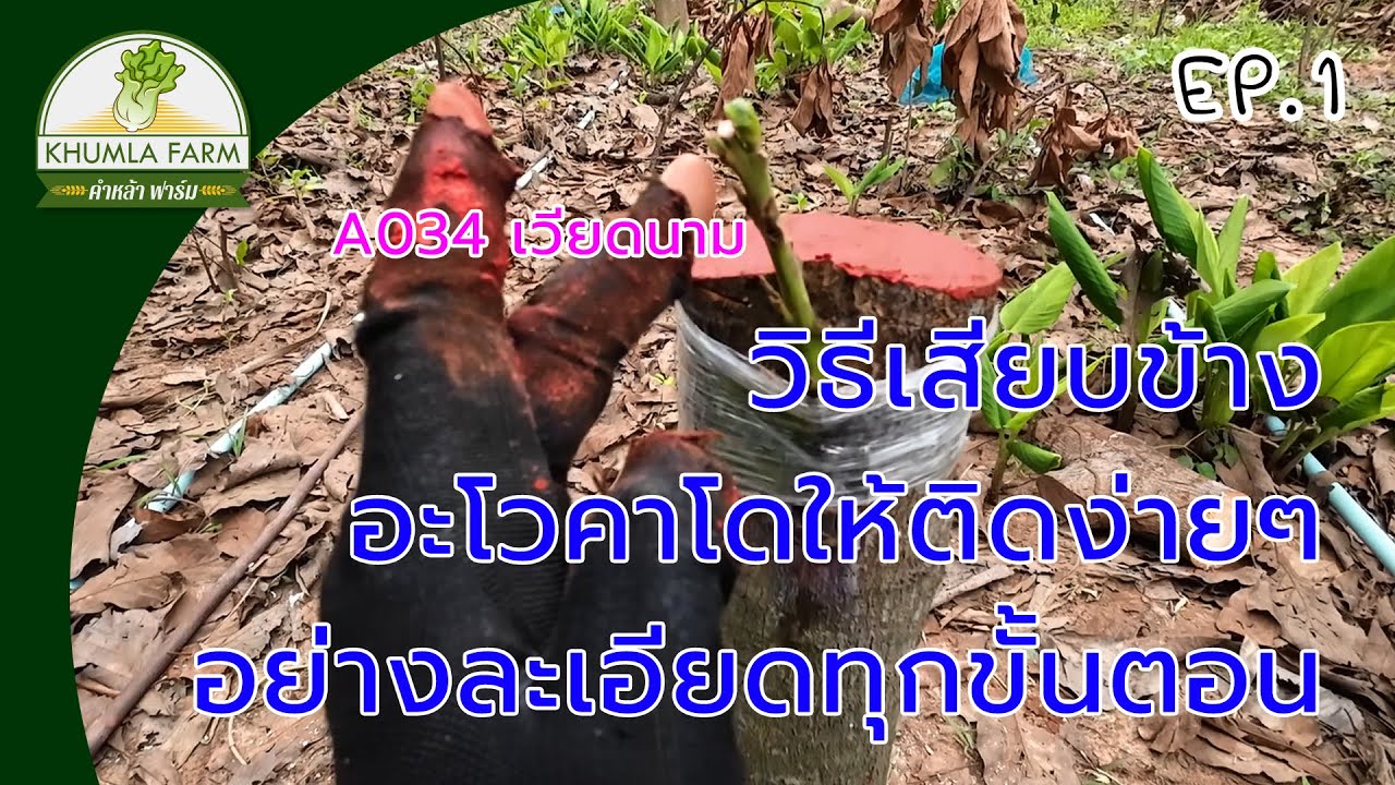 วิธีเสียบข้างอะโวคาโด A034 เวียดนาม ให้ติดง่ายๆ อย่างละเอียดทุกขั้นตอน