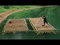 Primitive skills how to grow floating rice on the water floating rice farm ep 173