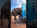 Safe Steps of a Smart Elephant😍#shorts #short