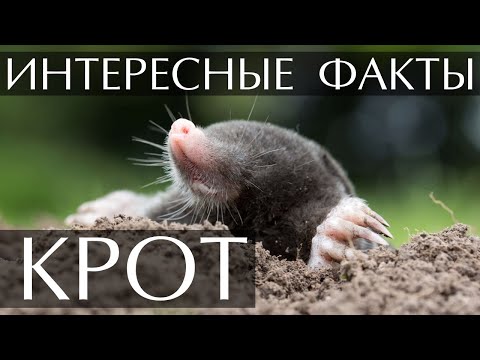 Видео: Есть ли у кротов глаза?