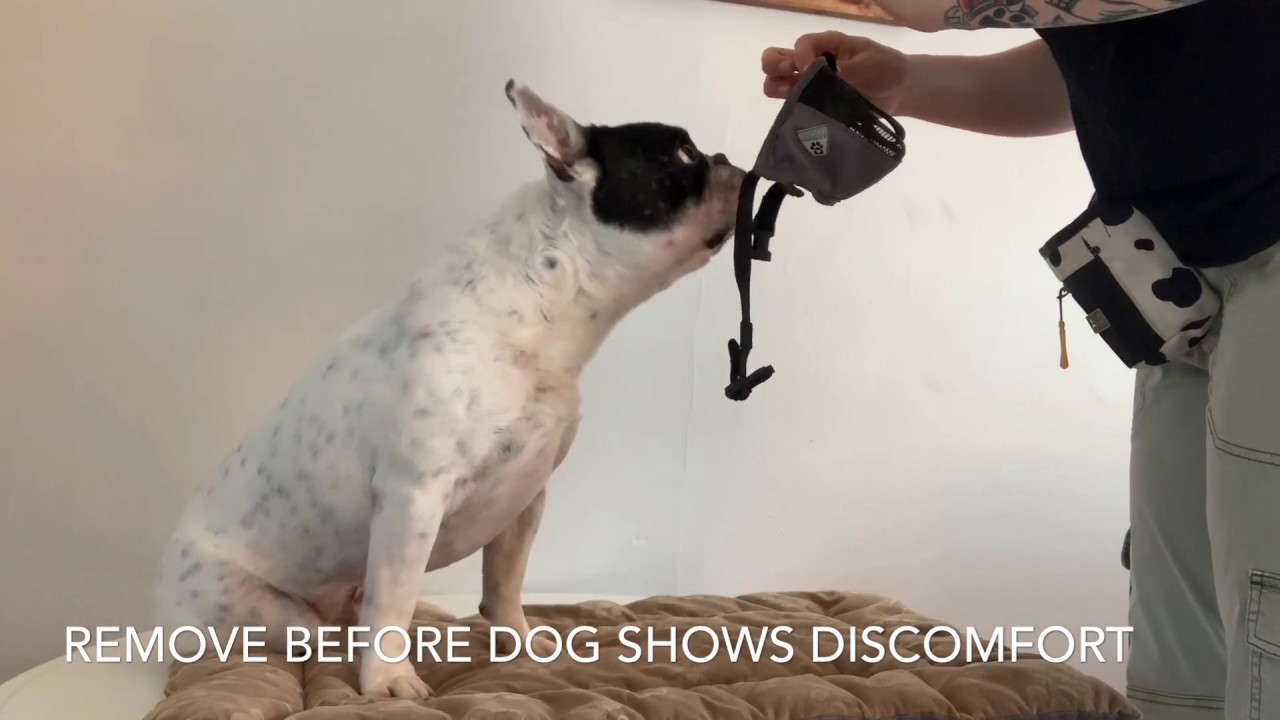 Soft Muzzle Training YouTube