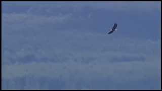 Where Eagle's Fly