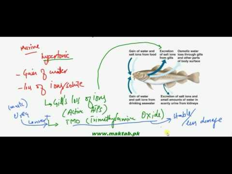 FSc Biology Book2 CH 15 LEC 4 Osmoregulation In Animals