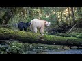 EXCEPTIONAL: Spirit bear with baby!