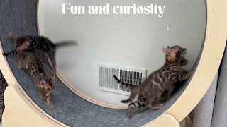 Great Cat Wheel Stress Relief For Adult Bengal Cats And Fun For Little Ones