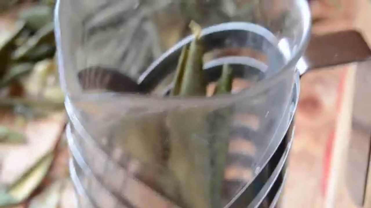 чай Рододендрон Кавказский