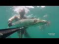 spearfishing lebanon\\ king mackerel, \\north lebanon, al mina , pathos sniper 115,
