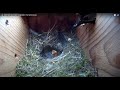 Woodpecker Attacks Blue Tit Nest at Hoogezand, The Netherlands - 5.18.21