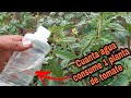 Cuando y cuanta AGUA debo aplicar al cultivo de TOMATE en invernadero/riego por goteo