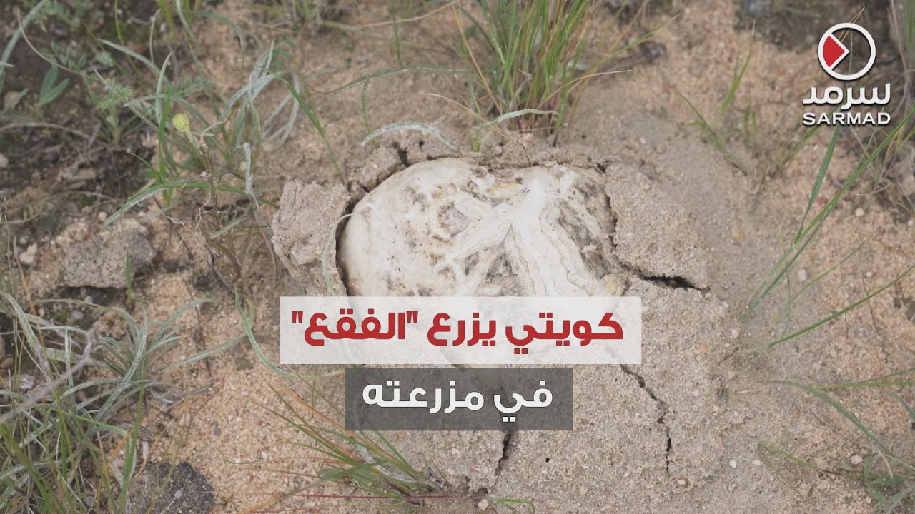 لأول مرة زراعة فقع في الكويت , المزارع مساعد الهيفي لـ «سرمد»: أعشق لقط الفقع وكنت أسافر لأحصل عليه
