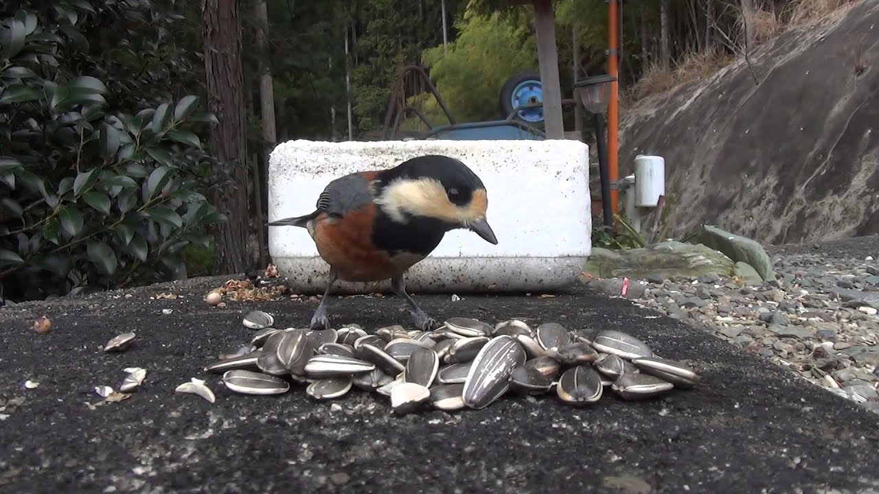 ヤマガラがひまわりの種を食べる姿見て下さい3 Youtube