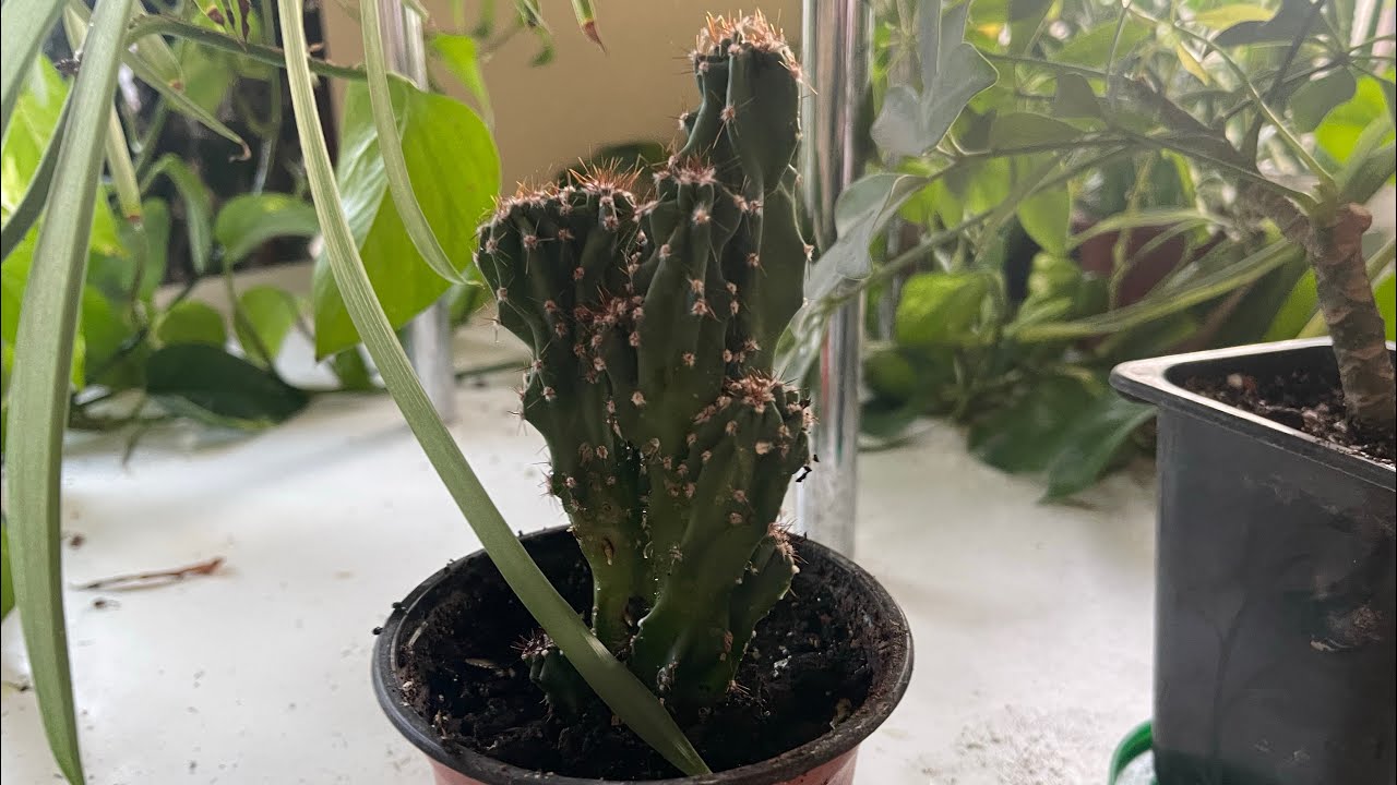 Отломилась ветка у кактуса гиганта. Пробую укоренить. - YouTube