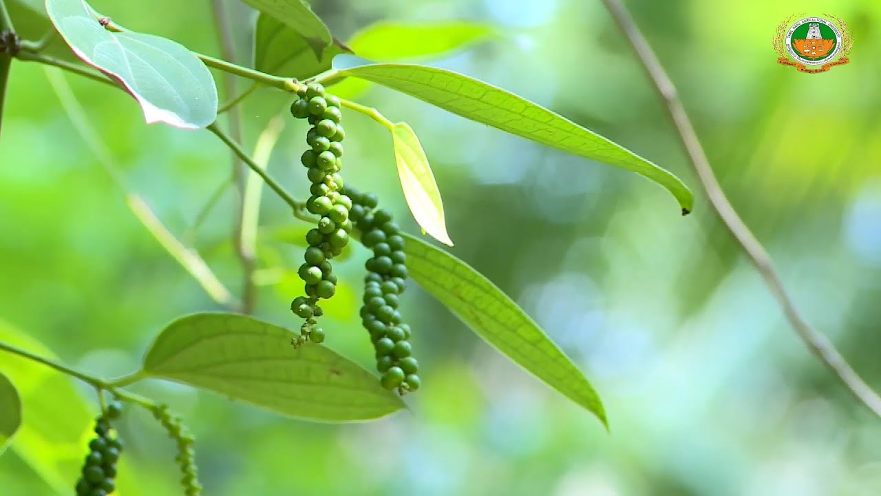 Pepper cultivation YouTube