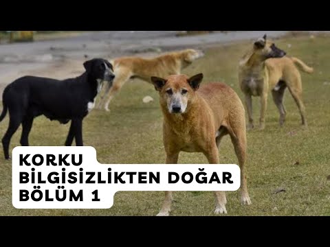 Korku Bilgisizlikten Doğar || Bölüm 1